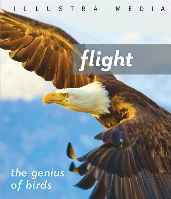 Flight: The genius of birds