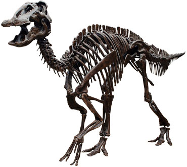 Edmontosaurus-regalis