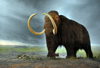 woolly-mammoth
